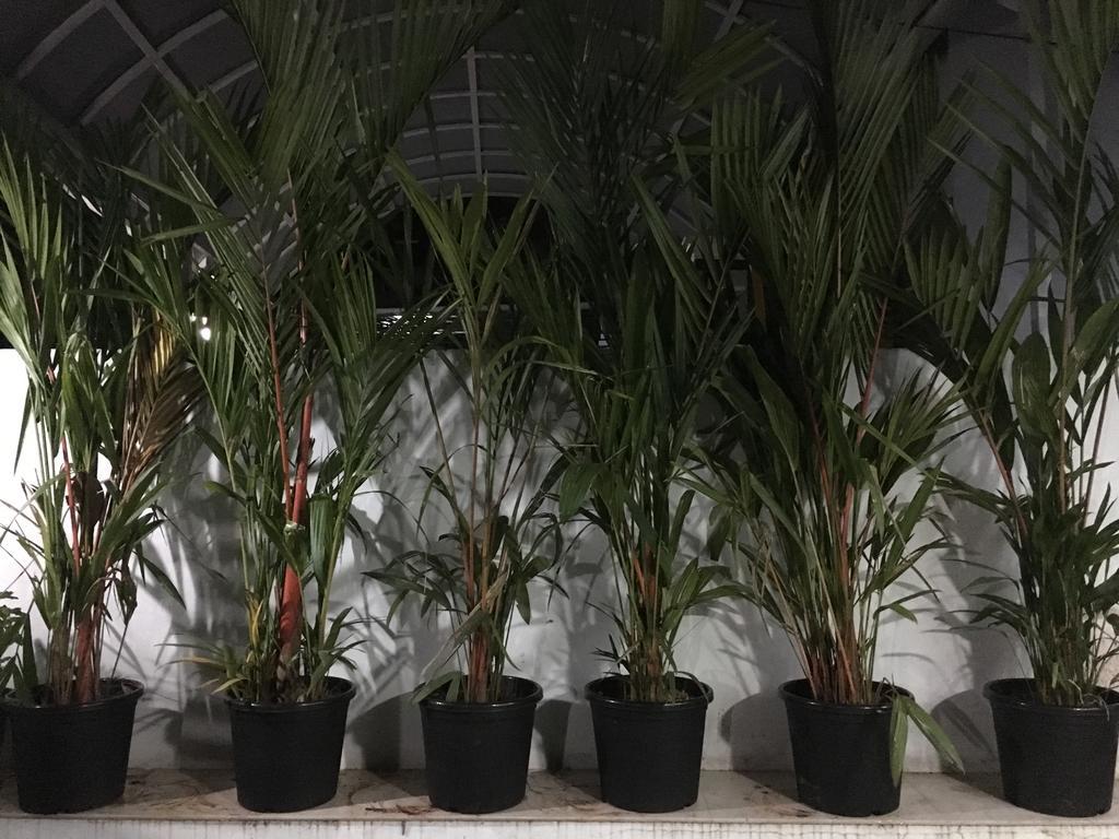 טריואנדרום Rams Guest House Near Lulu Mall מראה חיצוני תמונה